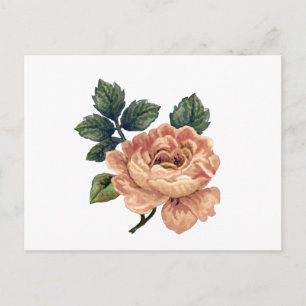 Peach Rose - Vintag Makeover. Postkarte