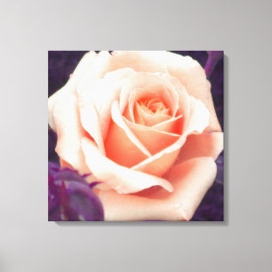 Peach Rose Wrapped Canvas Print Leinwanddruck