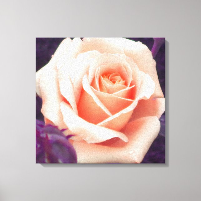 Peach Rose Wrapped Canvas Print Leinwanddruck (Vorderseite)