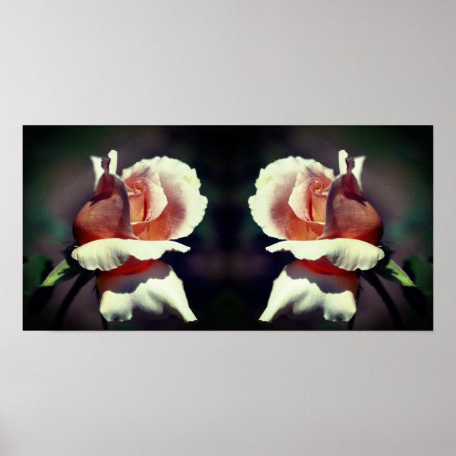 Peach Rosenknospe Blume Nah Up Mirror Abstrakt Poster (Vorne)