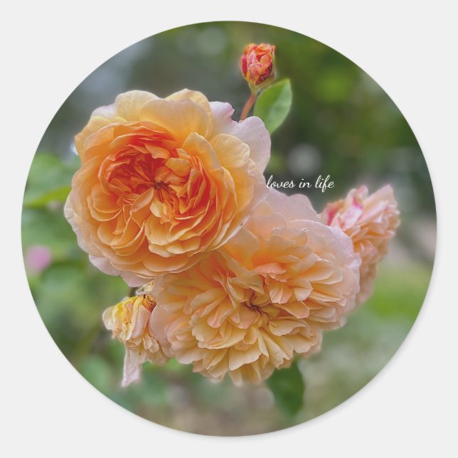 Peach Roses auch Runder Aufkleber (Vorderseite)
