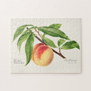 Peach Twig (Prunus Persica) Obstmalerei