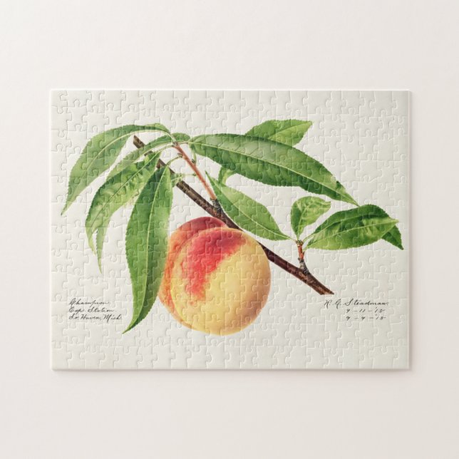 Peach Twig (Prunus Persica) Obstmalerei (Horizontal)