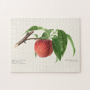 Peach Twig (Prunus Persica) Obstmalerei
