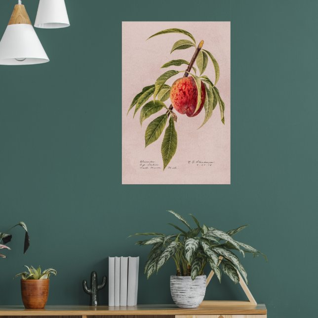 Peach twig (Prunus persica) von Royal Charles Stea Poster (Wohnzimmer 1)