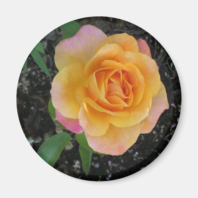 Peach und Orange Rose Magnet (Vorne)