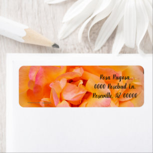 Peach Yellow Pink Blend Rose Blume Foto