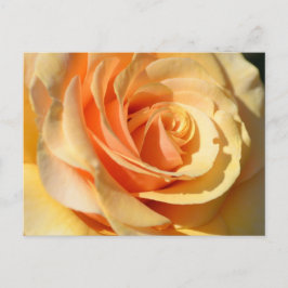 Peach Yellow Rose Postkarte