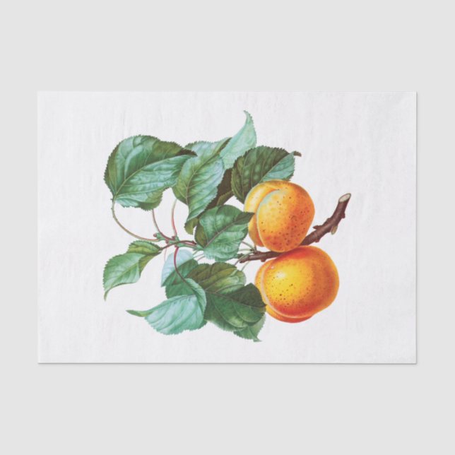 Peaches an einer Zweigniederlassung Seidenpapier (Vorderseite)