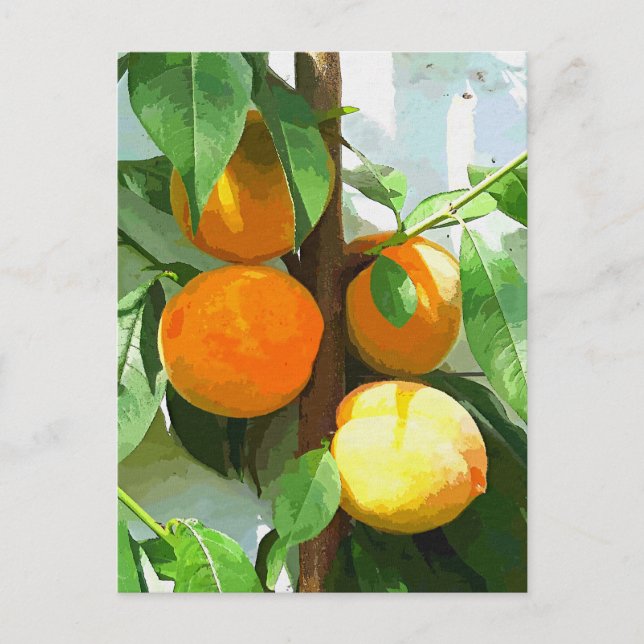 PEACHES POSTKARTE (Vorderseite)