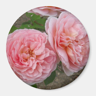 Peacht rose Rose anglais 3" Rond Magnet