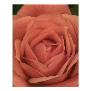 Peachy Mini Rose Fotodruck