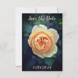 Peachy Orange Garden Rose Blume Save the Date