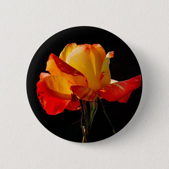 Peachy Orange Rose Button (Vorderseite)