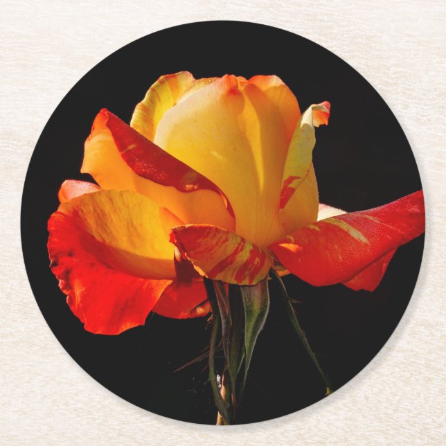 Peachy Orange Rose Runder Pappuntersetzer (Vorderseite)