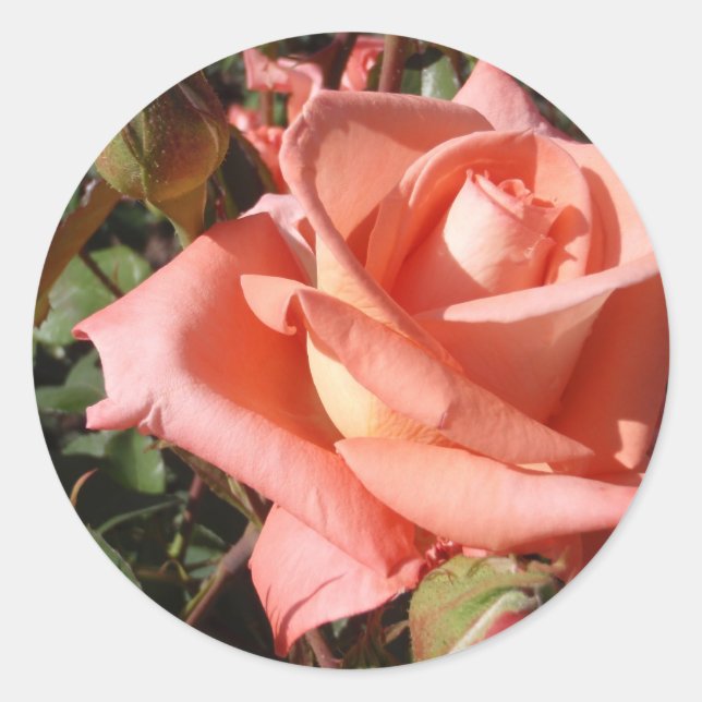 Peachy Pink Rose Runder Aufkleber (Vorderseite)