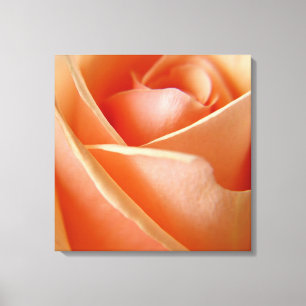 Peachy Rose Leinwanddruck