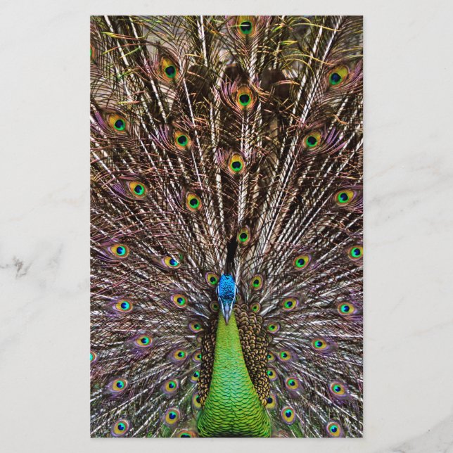 Peacock (Vorderseite)