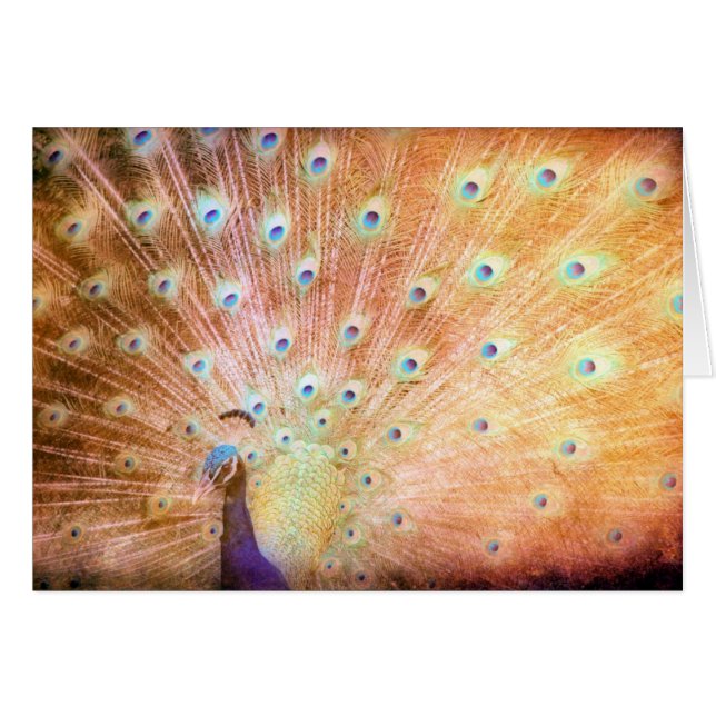 Peacock (Vorderseite (Horizontal))