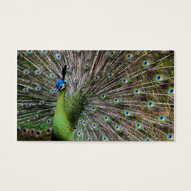 Peacock (Vorderseite)