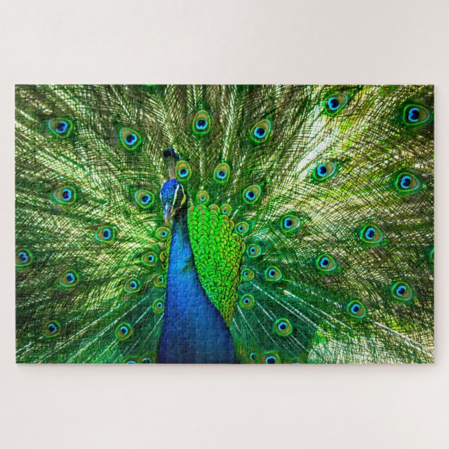 Peacock (Horizontal)