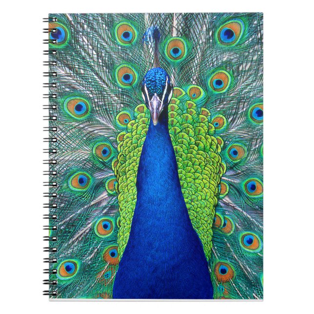 Peacock#1 Notizblock (Vorderseite)