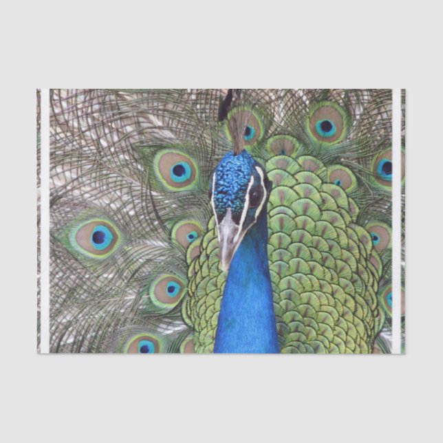 peacock-3.jpg seidenpapier (Vorderseite)