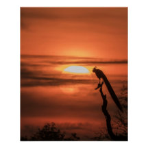 Peacock at Sunrise