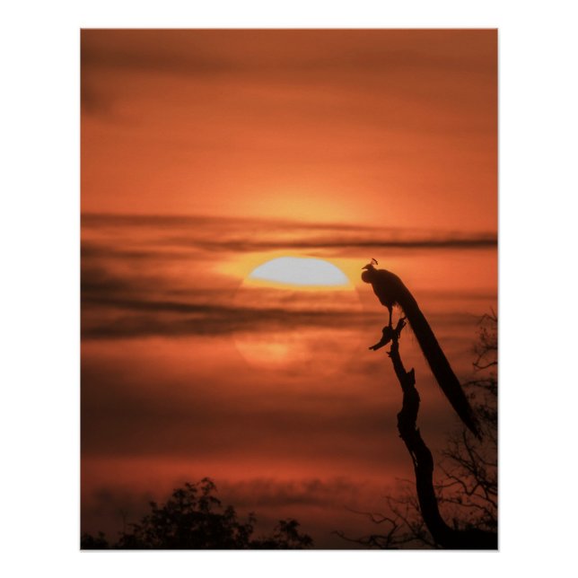 Peacock at Sunrise Poster (Vorderseite)
