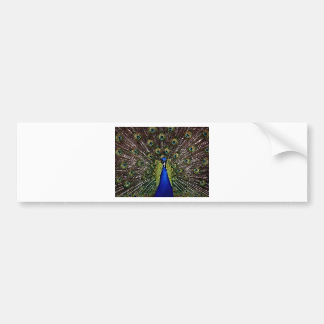 Peacock Autoaufkleber (Vorne)