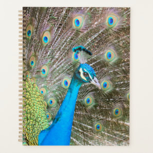 Peacock avec plumes fanées - Photo d'oiseaux sauva