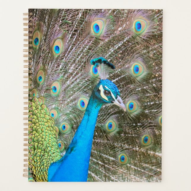 Peacock avec plumes fanées - Photo d'oiseaux sauva (Devant)