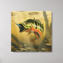 Peacock Bass