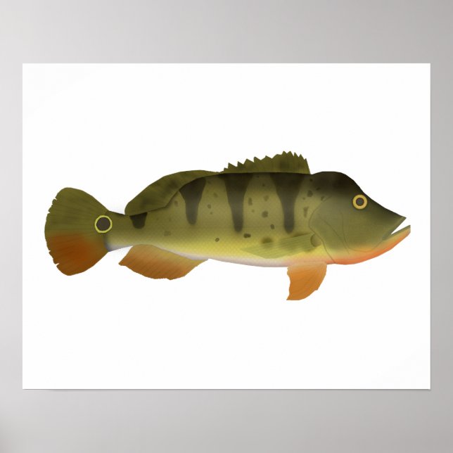 Peacock Bass Poster (Vorne)