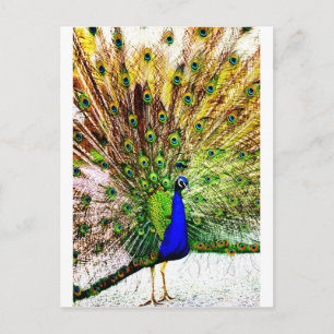 Peacock Beautiful Green Bird Animal Royal Luxus S Postkarte