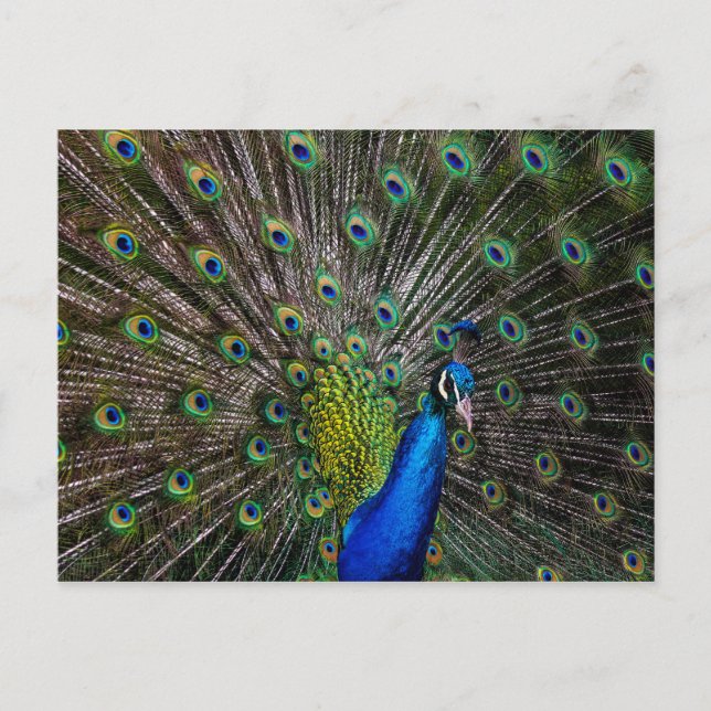 Peacock Beauty Postkarte (Vorderseite)