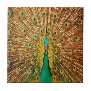 Peacock Bird Feathers Fliese