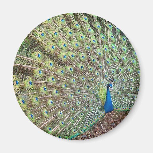 Peacock Bird Feathers Wildlife Animal Magnet (Vorne)
