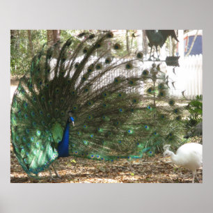Peacock Bird Plumage und Albino Peahen Foto Poster