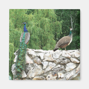 Peacock Birds Garden 5,1 cm Square Magnet