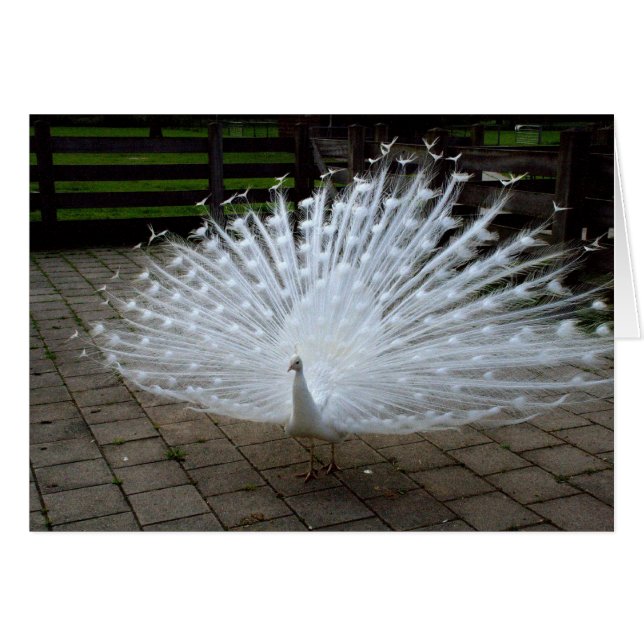 Peacock blanc (Devant Horizontal)