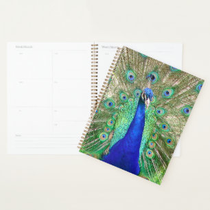 Peacock bleu