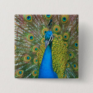 Peacock Blue Head mit bunten Schwanz Feathers Button