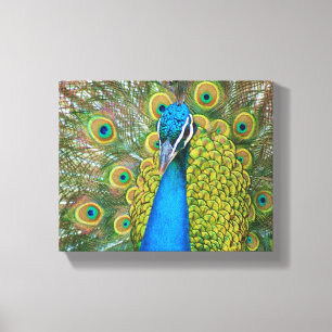 Peacock Blue Head mit bunten Schwanz Feathers Leinwanddruck
