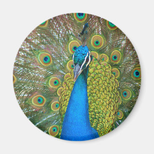 Peacock Blue Head mit bunten Schwanz Feathers Magnet
