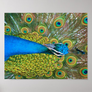 Peacock Blue Head mit bunten Schwanz Feathers Poster