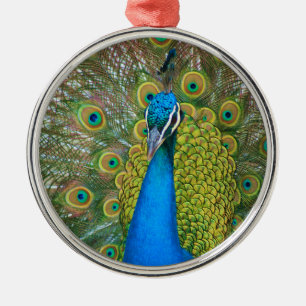 Peacock Blue Head mit bunten Schwanz Feathers Silbernes Ornament