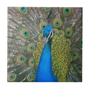 Peacock Blue Head mit und Schwanz Feathers Fliese