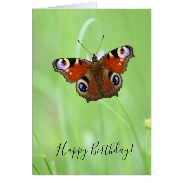 Peacock Butterfly (Vorne)