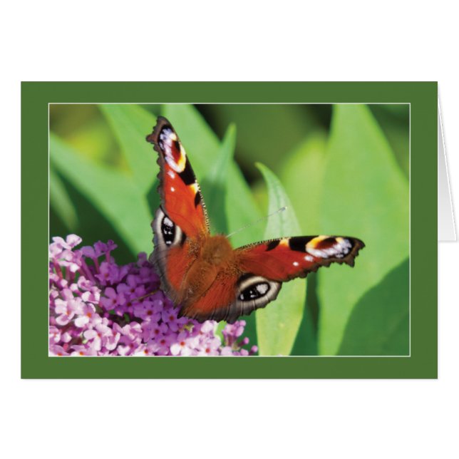 Peacock Butterfly auf Buddleia Blank (Vorderseite (Horizontal))